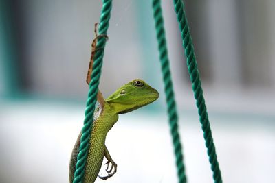 Close-up of lizard on rope