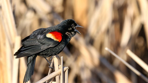 Close-up of bird perching on branch