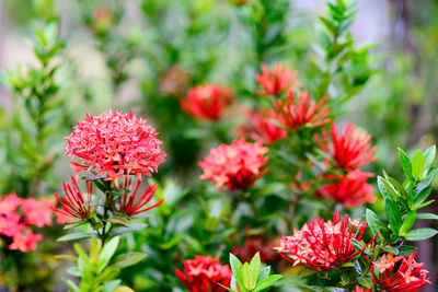 Close-up of red flowering plants