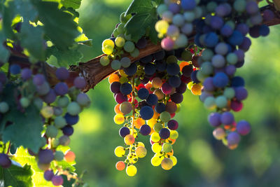 Close-up of grapes growing in vineyard