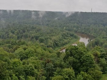 Scenic view of forest against sky