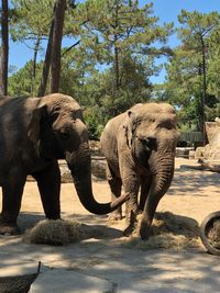 View of elephant in zoo