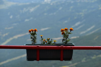 Close-up of potted plant against the railing