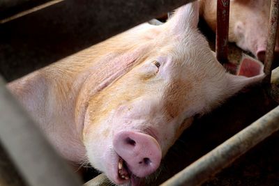 Close-up of pig at farm
