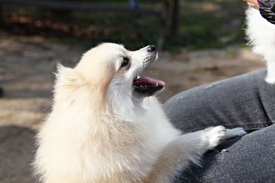 Close-up of dog sticking out tongue