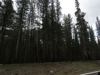 Low angle view of trees in forest