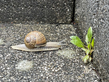 Close-up of snail on road