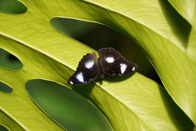 Close-up of butterfly on leaves