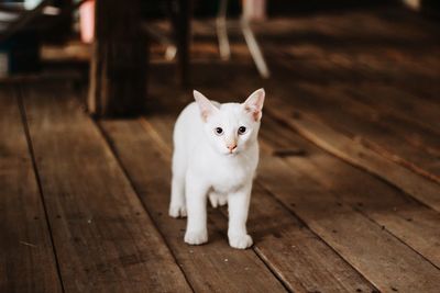 Portrait of cat standing on hardwood floor