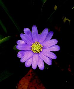 Close-up of water lily blooming outdoors