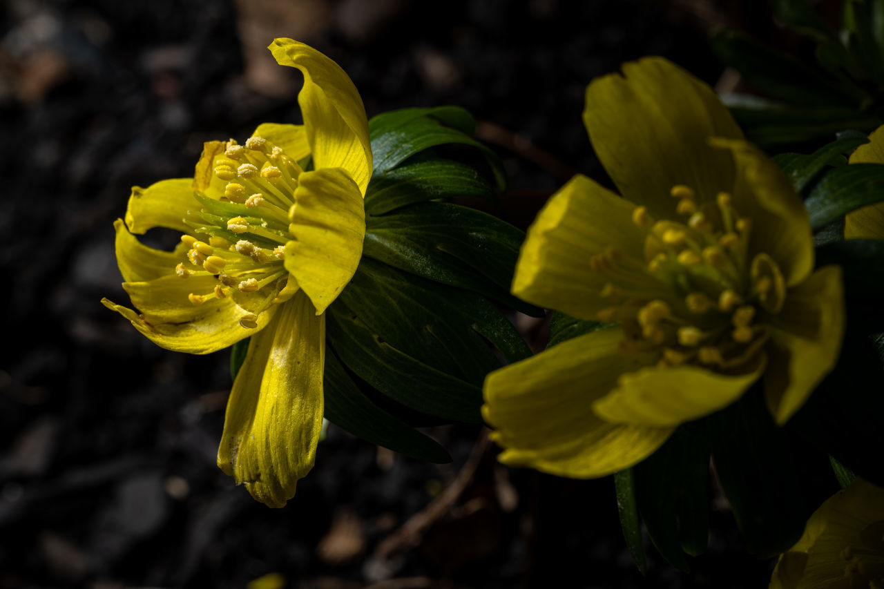 yellow, flower, flowering plant, plant, freshness, beauty in nature, nature, close-up, macro photography, flower head, growth, green, petal, fragility, inflorescence, wildflower, blossom, no people, outdoors, botany, springtime, plant part, focus on foreground, leaf, food