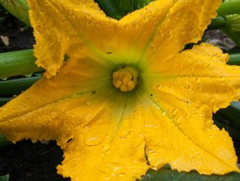 Close-up of yellow flowers