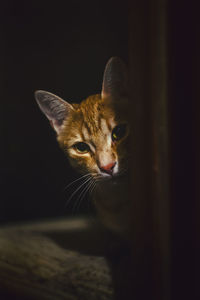 Close-up portrait of cat