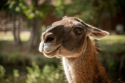 Close-up of a camel