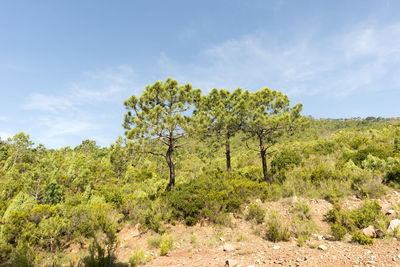 Trees on field against sky