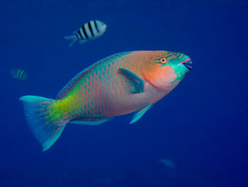 Close-up of fish swimming in sea