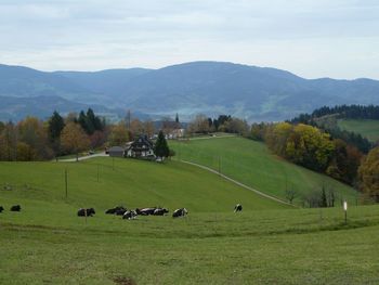 Cows grazing on field against sky