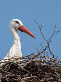 Close-up of bird in nest against sky