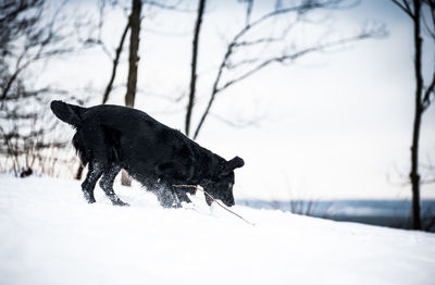 Black dog on snow covered land