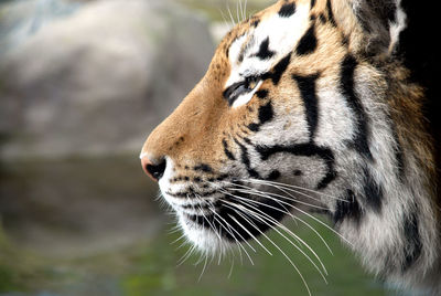 Close-up of tiger at zoo