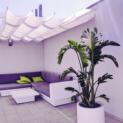 Palm tree in a stylish interior. minimal home design