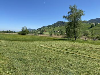 Scenic view of field against clear sky