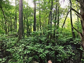 Trees in forest