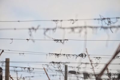 Close-up of birds on cable against sky