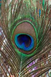Close-up of peacock feather against blue background