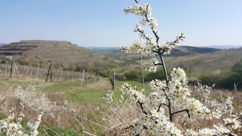 Close-up of flower tree on field against clear sky