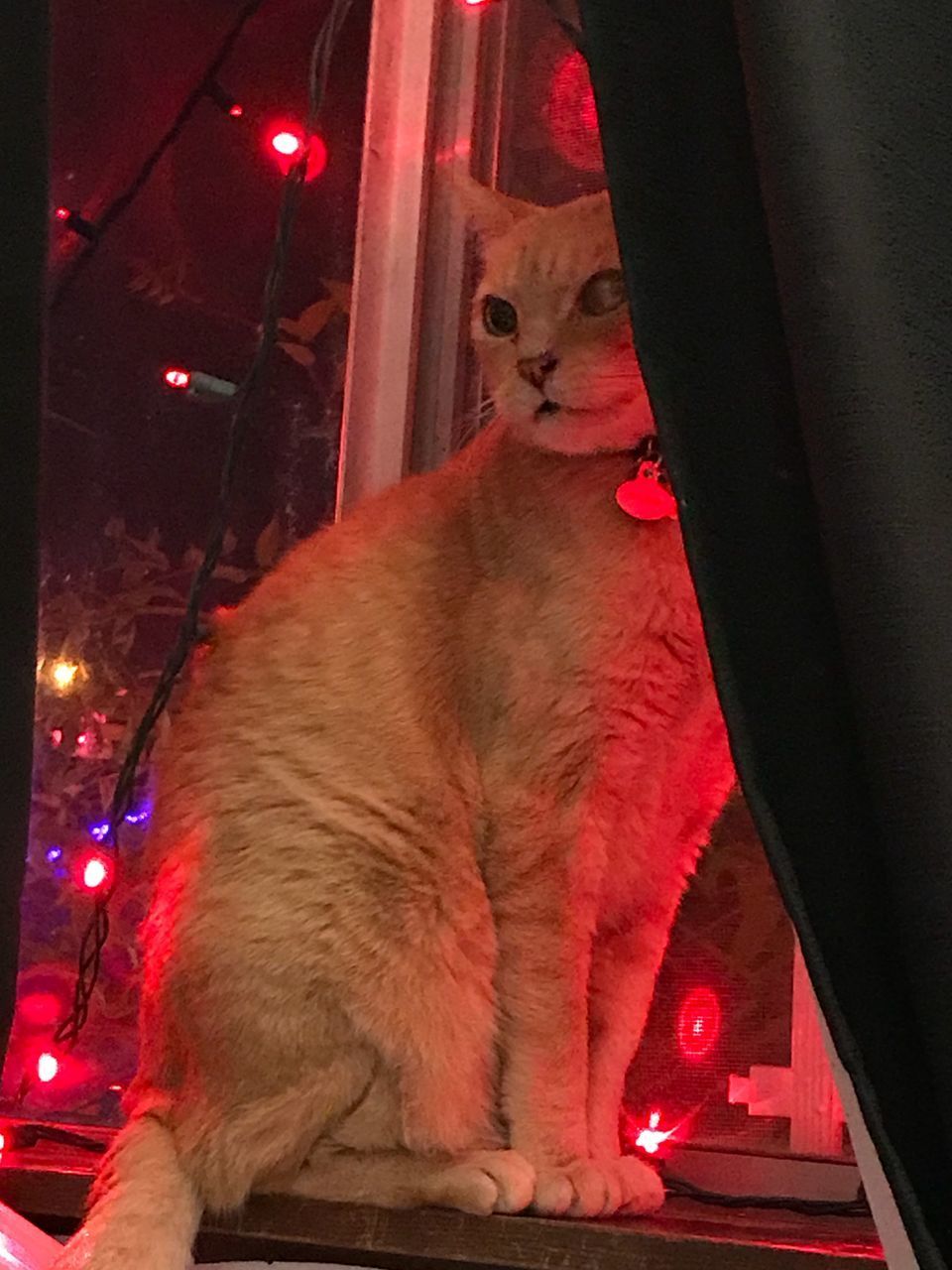 CAT IN ILLUMINATED ROOM AT NIGHT