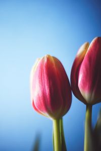 Close-up of red tulip flower