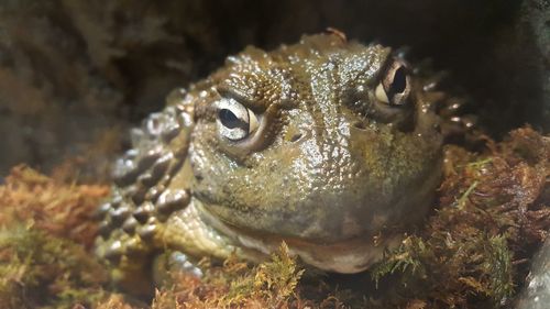 Close-up of a frog 