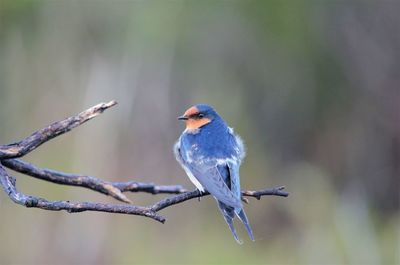 Close-up of bird perching on branch