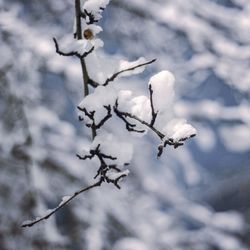 Close-up of snow on twig