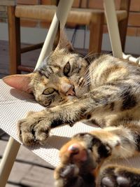 Close-up of a cat resting