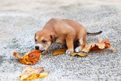 High angle view of a dog eating food