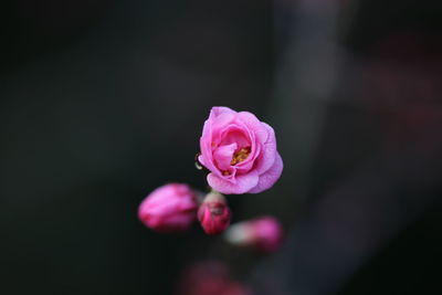 Close-up of pink rose blooming outdoors