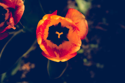 Close-up of orange flower