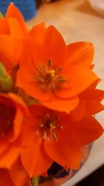 Close-up of orange flower blooming outdoors