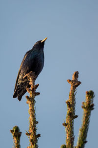 Low angle view of bird perching on branch against sky