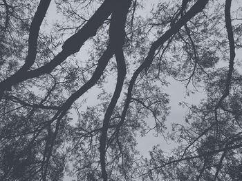 Low angle view of silhouette trees against sky