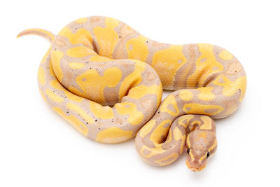 Close-up of crab on white background