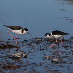 Close-up of bird in lake