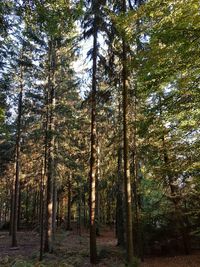 Low angle view of pine trees in forest