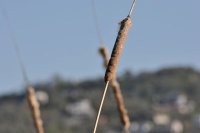 Close-up of dead plant on land against sky