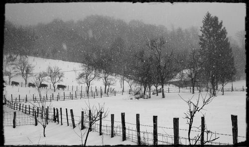 Trees on snow covered field