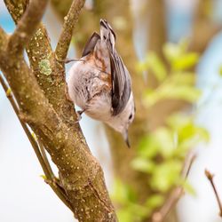 Close-up of bird