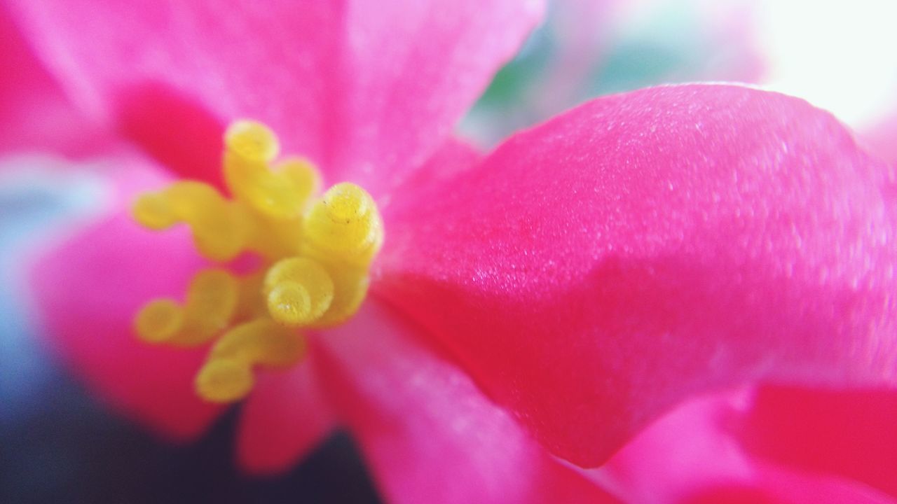 flower, freshness, petal, flower head, pink color, close-up, fragility, beauty in nature, growth, red, single flower, nature, stamen, pink, macro, backgrounds, full frame, pollen, extreme close-up, blooming