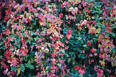 Full frame shot of colorful flowers